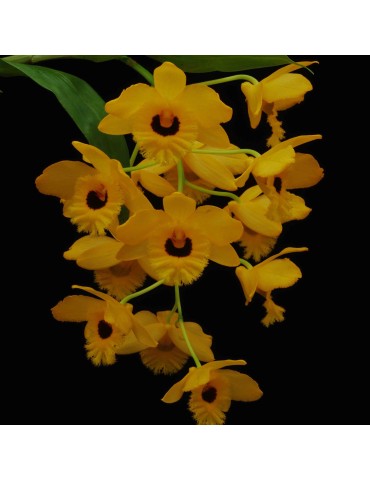 Dendrobium fimbriatum var. oculatum en sphaigne