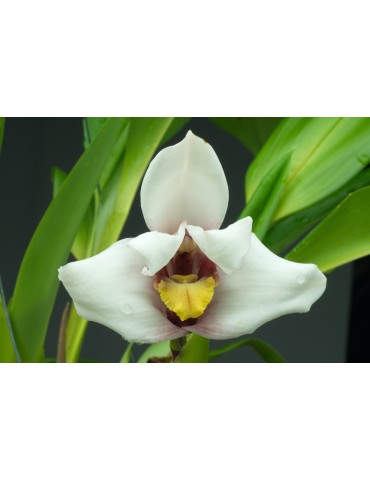 Maxillaria Justine 2