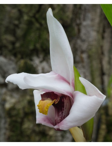 Maxillaria Justine en sphaigne