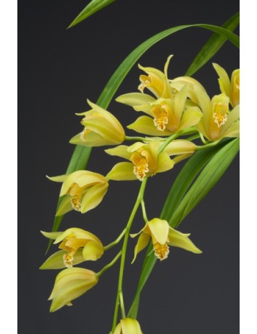 Cymbidium Maggie Fowler 2