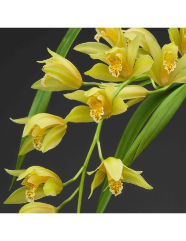 Cymbidium Maggie Fowler