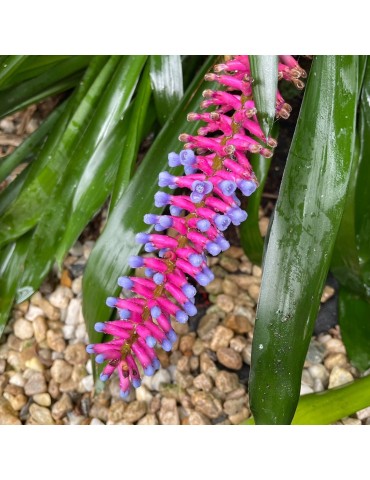 Aechmea gamosepala racines nues