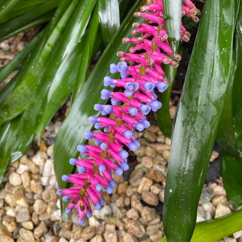 Aechmea gamosepala