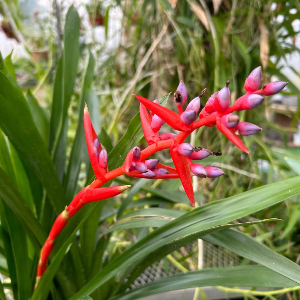 Aechmea weilbachii