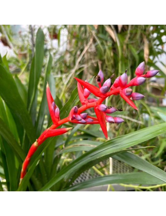 Aechmea weilbachii