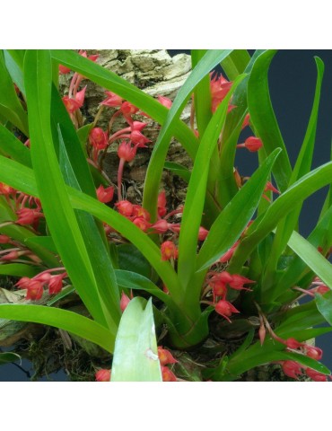 Maxillaria coccinea en sphaigne