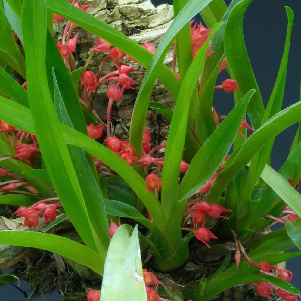 Maxillaria coccinea sur plaque