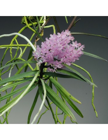 Ascocentrum christensonianum 2