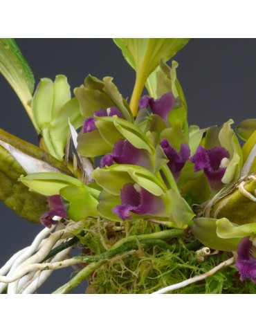 Bifrenaria inodora 2