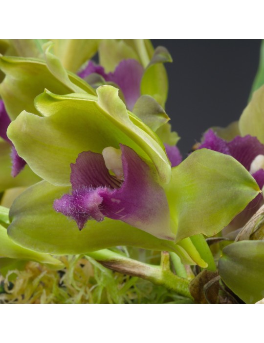 Bifrenaria inodora