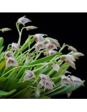 Masdevallia striatella sur plaque