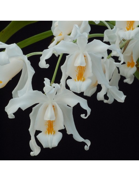 Coelogyne cristata