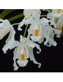 Coelogyne cristata
