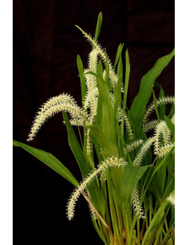 Dendrochilum glumaceum 2