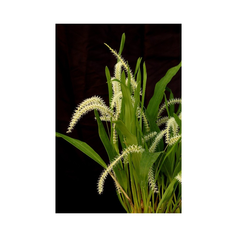 Dendrochilum glumaceum