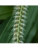 Dendrochilum glumaceum