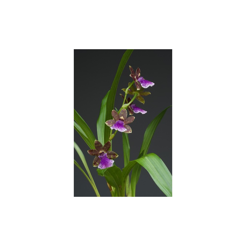 Zygopetalum hybride