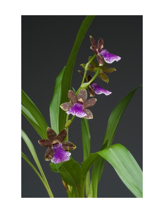 Zygopetalum hybride