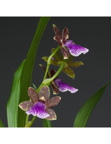 Zygopetalum hybride en sphaigne
