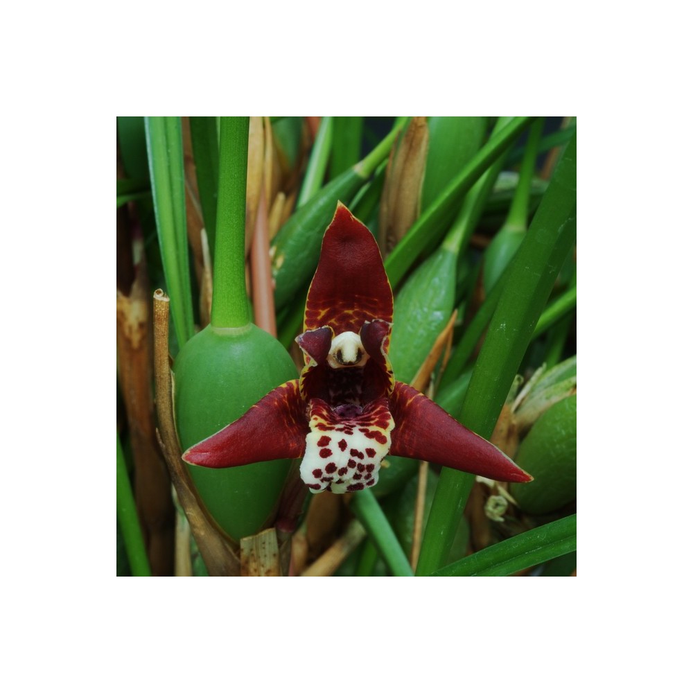Maxillaria curtipes