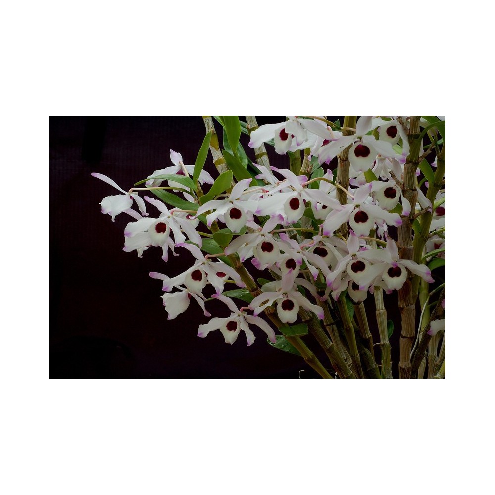 Dendrobium nobile 'Blue Star'