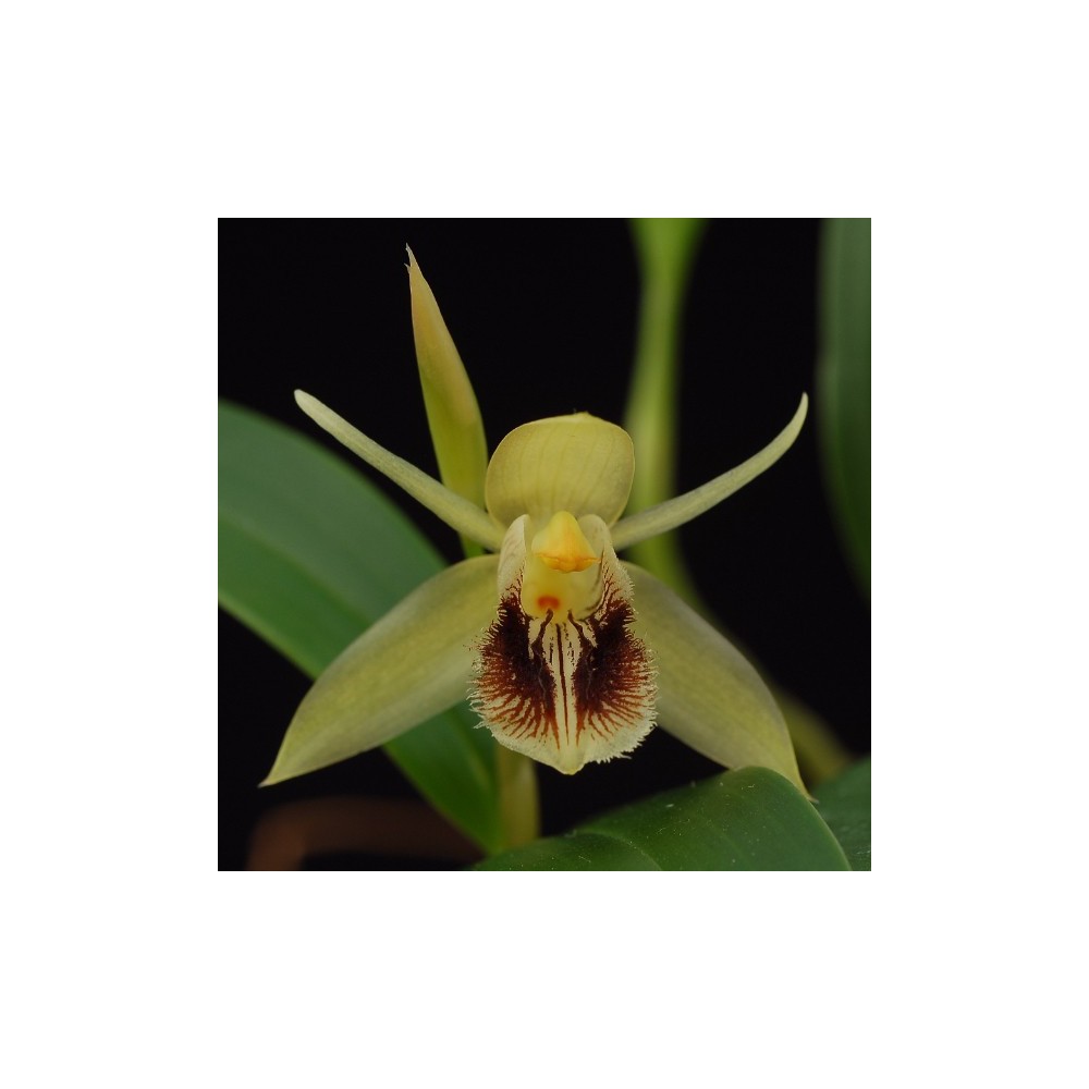 Coelogyne fimbriata