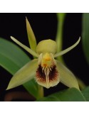 Coelogyne fimbriata