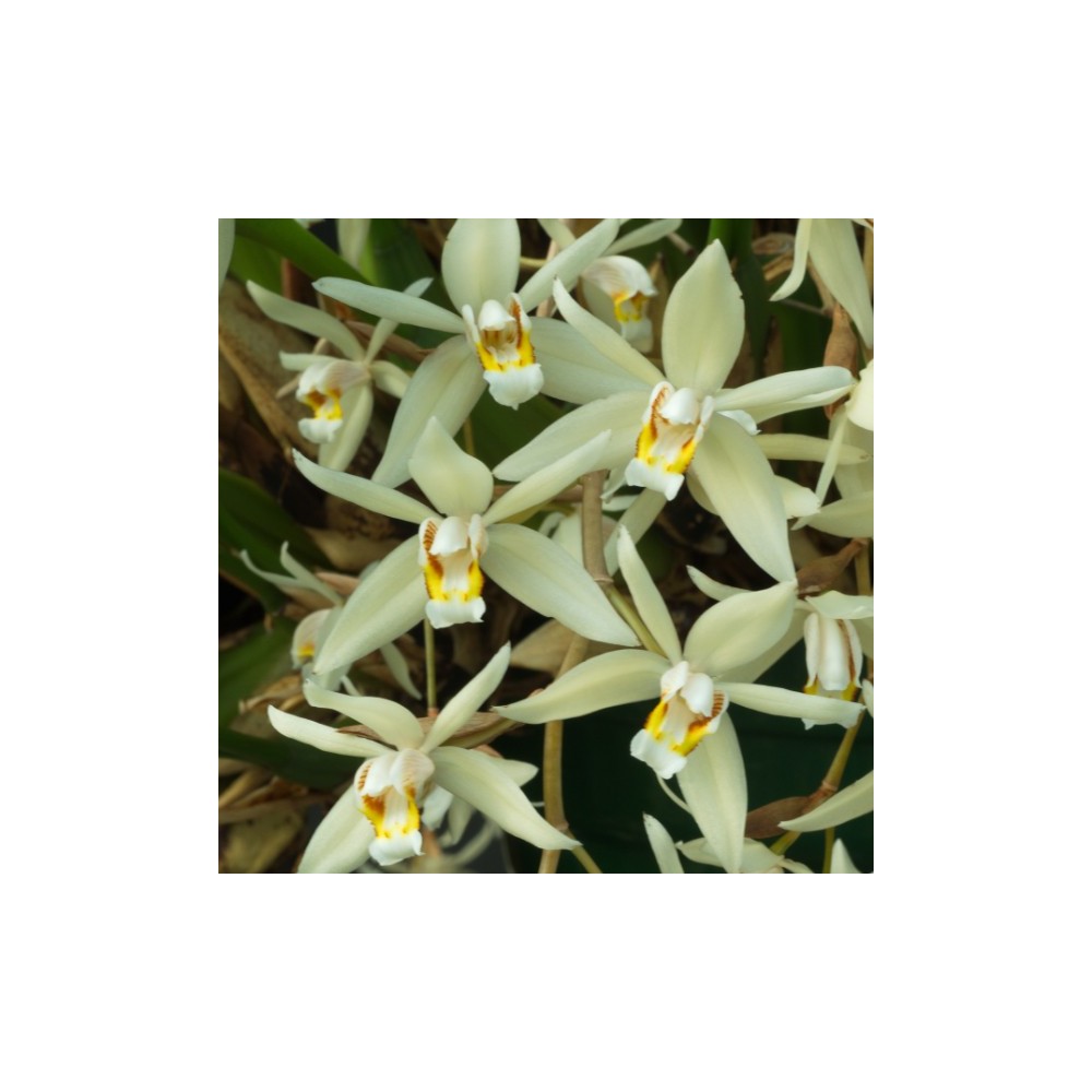 Coelogyne flaccida