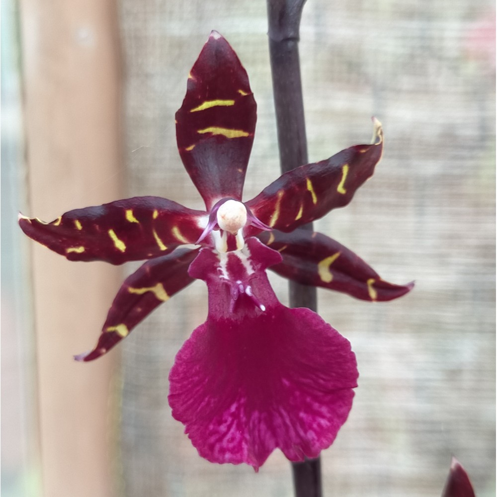 Oncostele Black Beauty