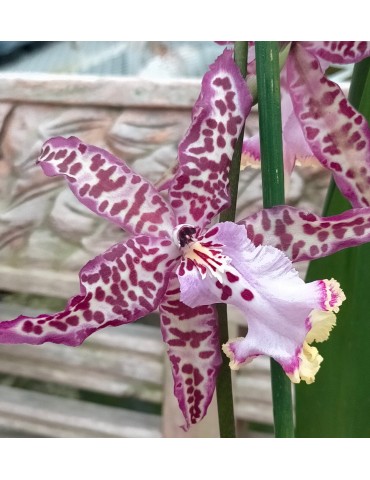 Beallara Purple Princess
