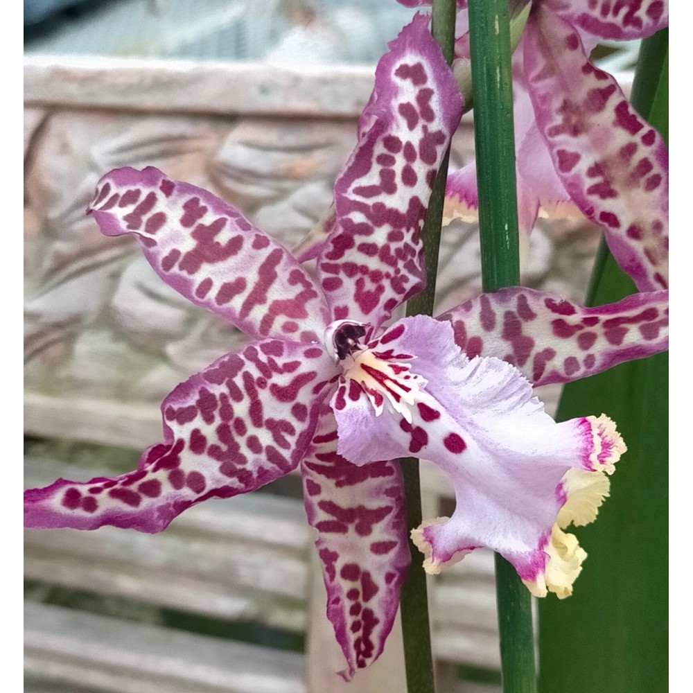 Beallara Purple Princess