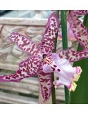 Beallara Purple Princess