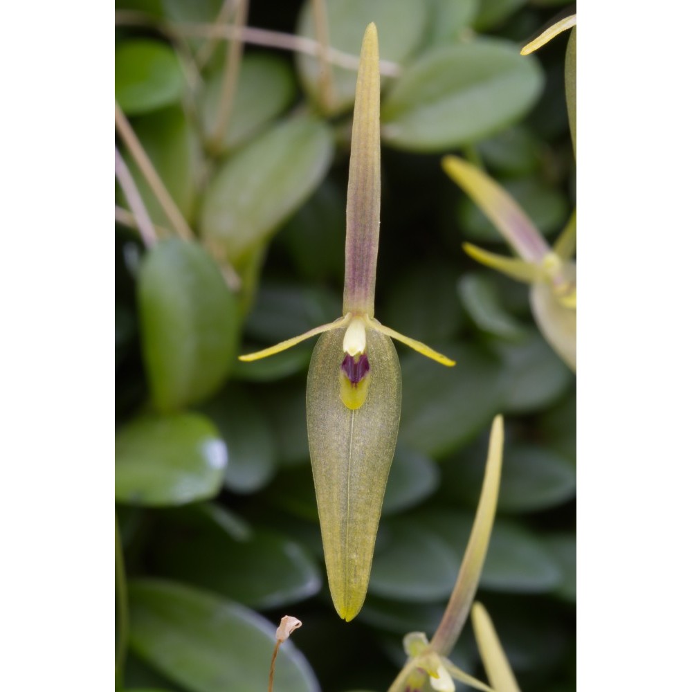 Barbosella cogniauxiana