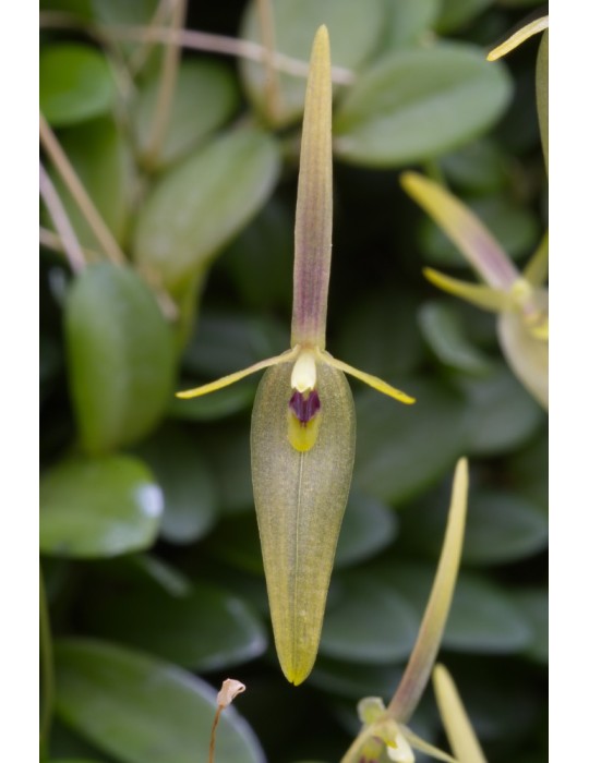 Barbosella cogniauxiana