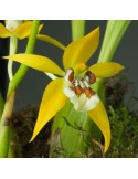 Coelogyne lentiginosa