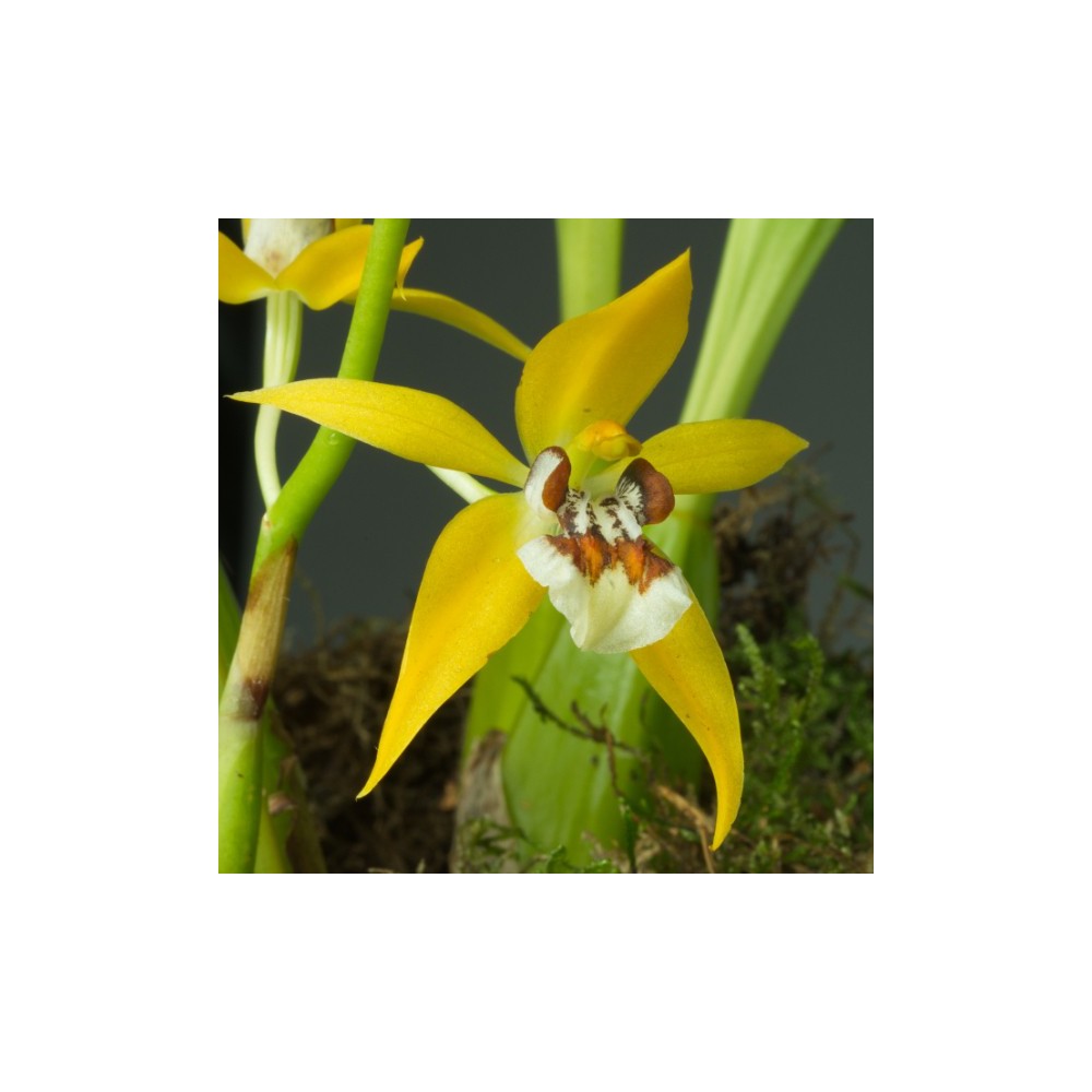 Coelogyne lentiginosa