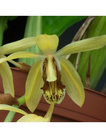 Coelogyne massangeana