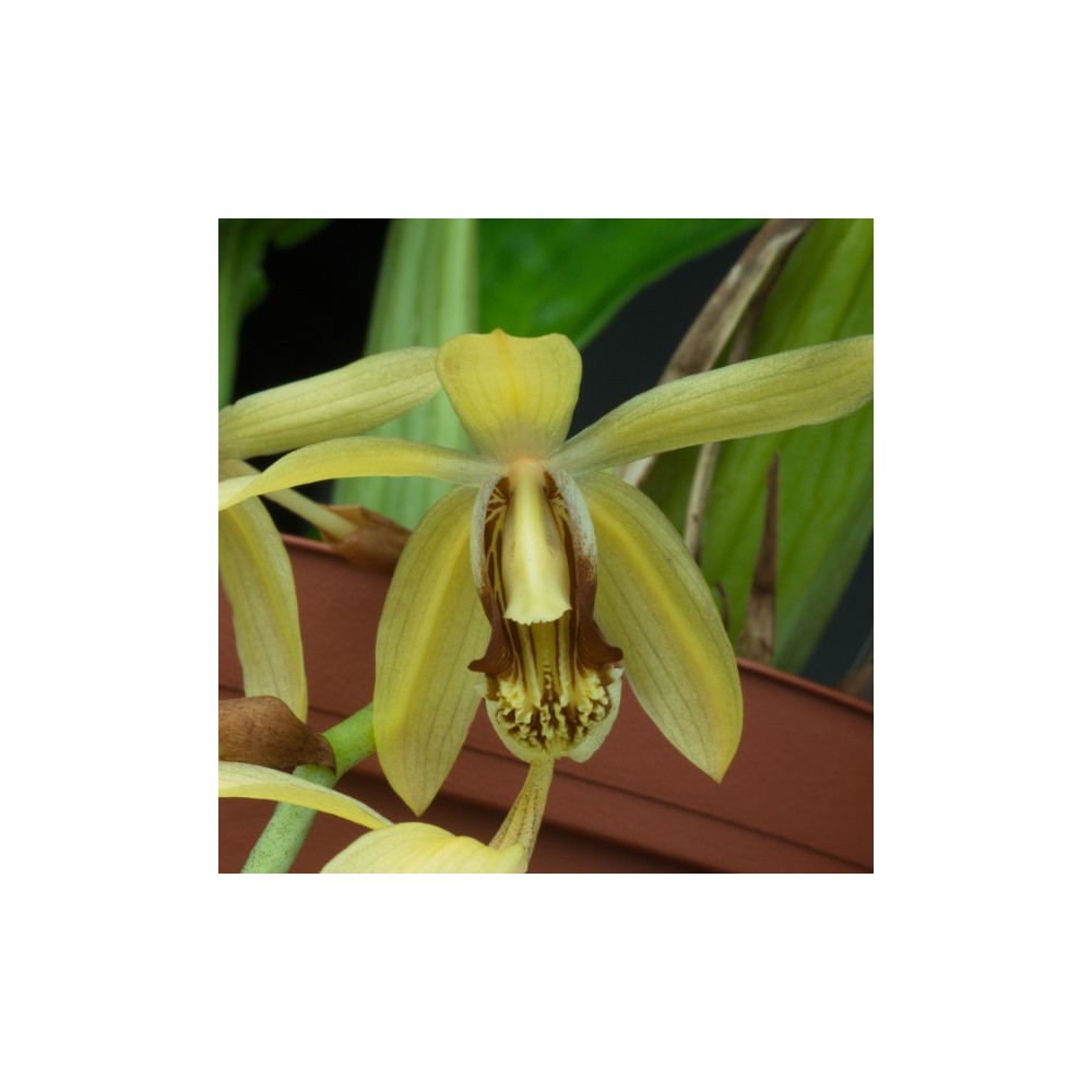 Coelogyne massangeana