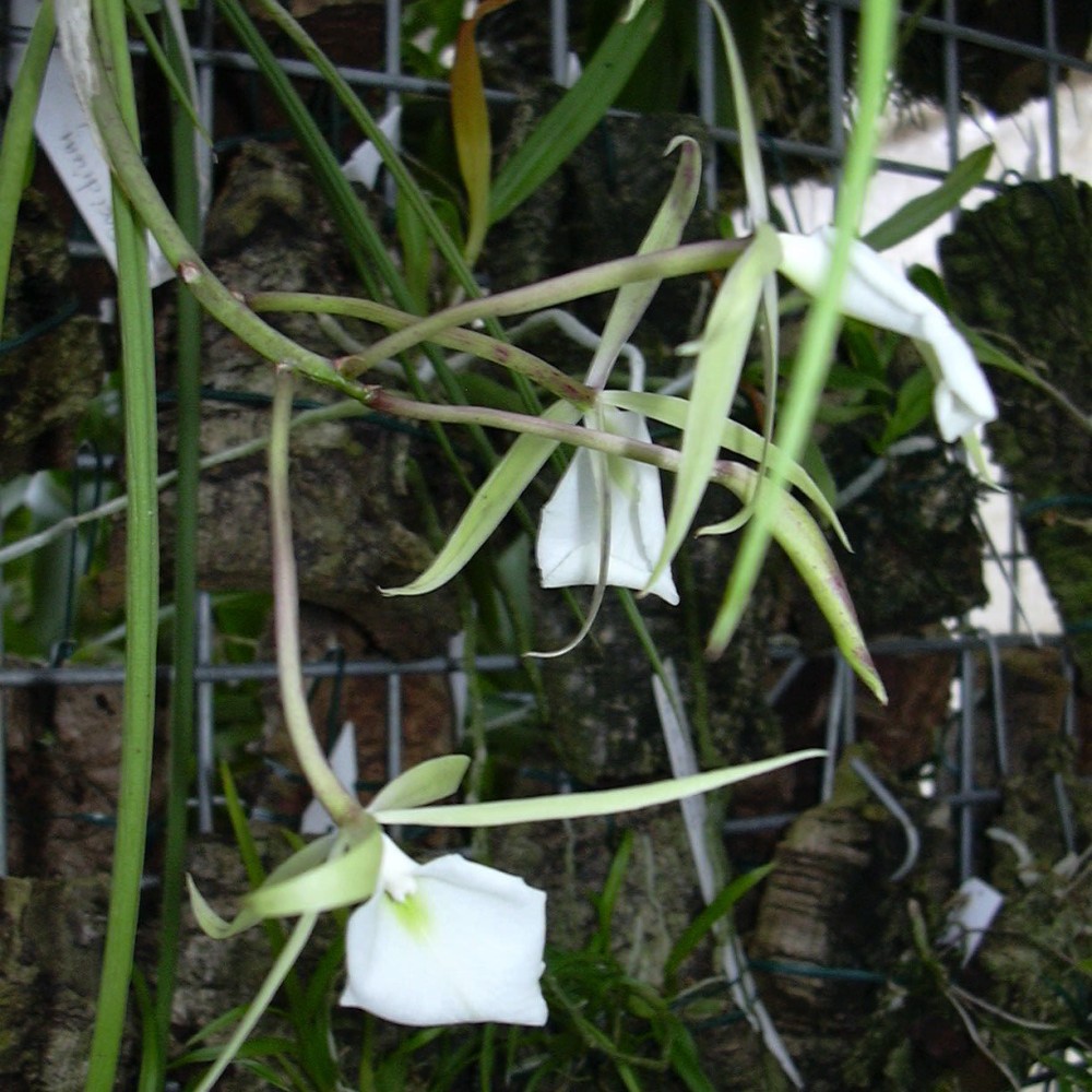 Brassavola tuberculata sur plaque