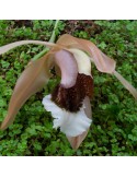 Coelogyne speciosa