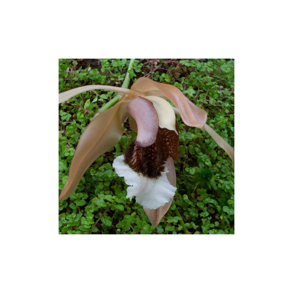 Coelogyne speciosa