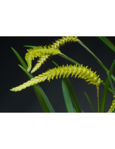 Dendrochilum javieriense 2
