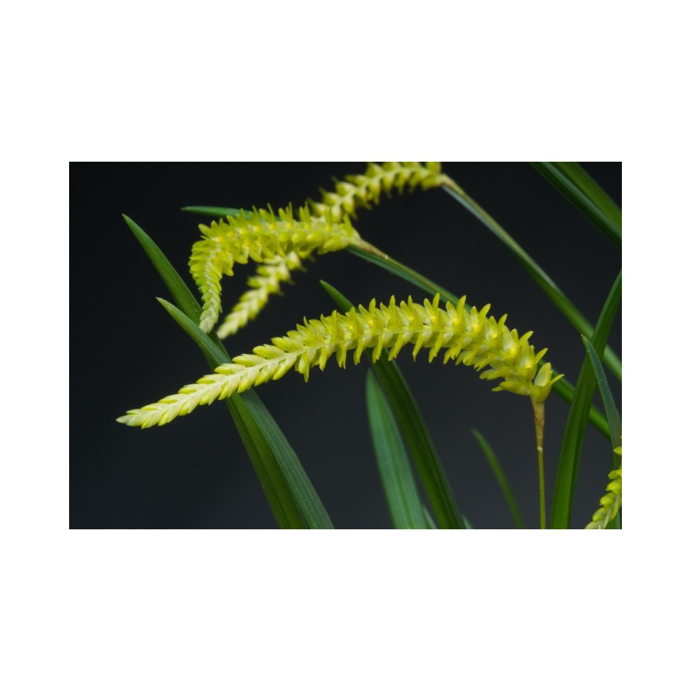 Dendrochilum javieriense