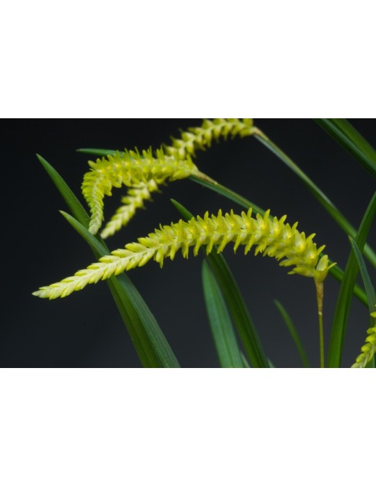 Dendrochilum javieriense