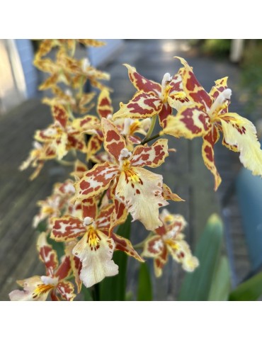 Oncidium Tiger Crow en sphaigne