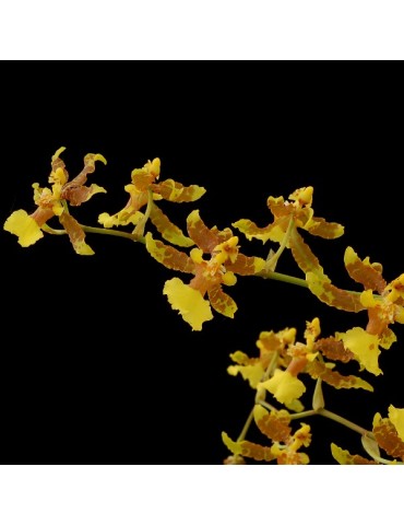 Oncidium sphacelatum sur plaque