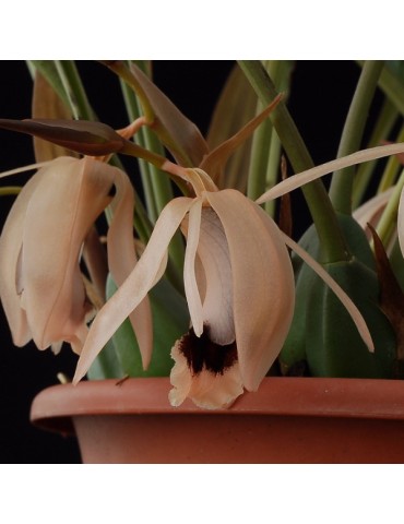Coelogyne xyrekes