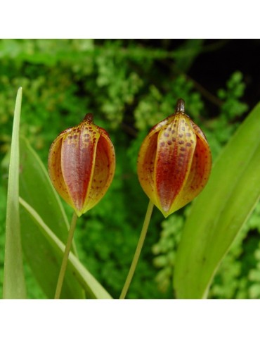 Luerella pelecaniceps 2