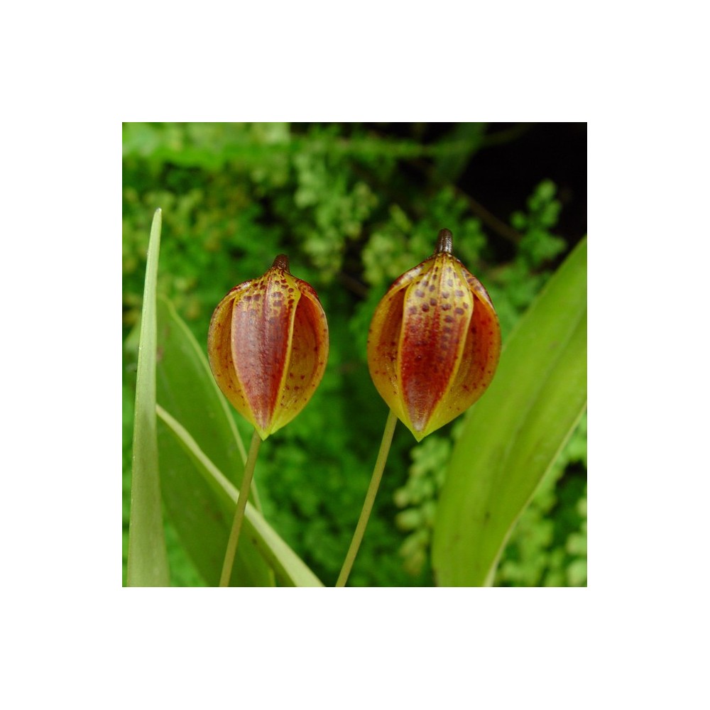 Luerella pelecaniceps