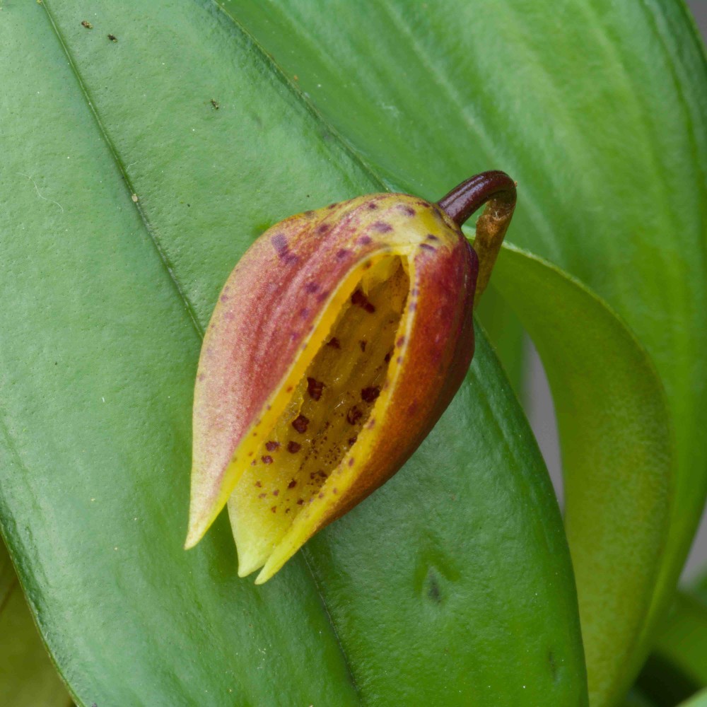 Luerella pelecaniceps Luerella pelecaniceps